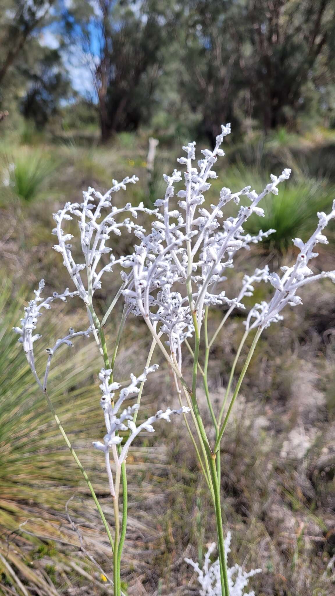 Image of Conospermum undulatum Lindl.