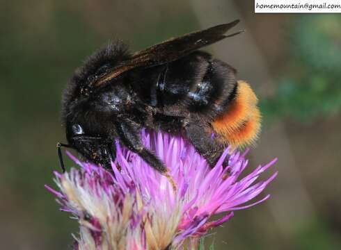 Слика од Bombus coreanus (Yasumatsu 1934)