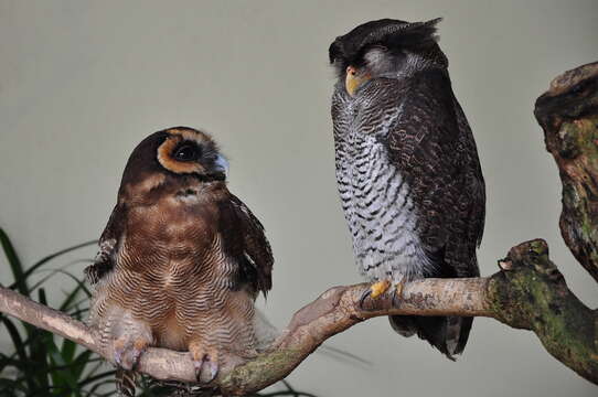 Image of Barred Eagle-Owl