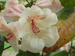 Imagem de Rhododendron campylocarpum Hook. fil.