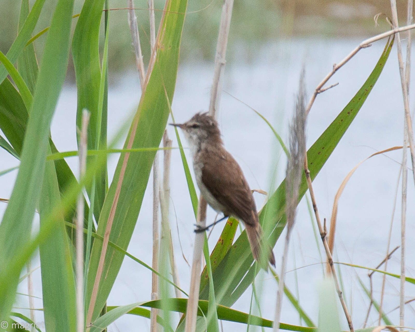 Imagem de Acrocephalus gracilirostris gracilirostris (Hartlaub 1864)