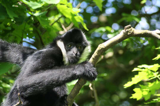 Image of Buff-cheeked Gibbon