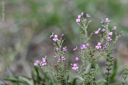 Image de Jamesbrittenia microphylla (L. fil.) O. M. Hilliard