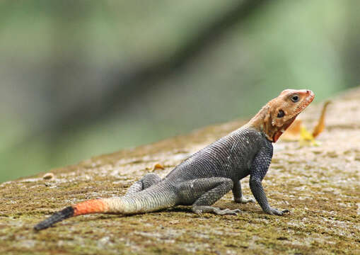 Image of Common agama