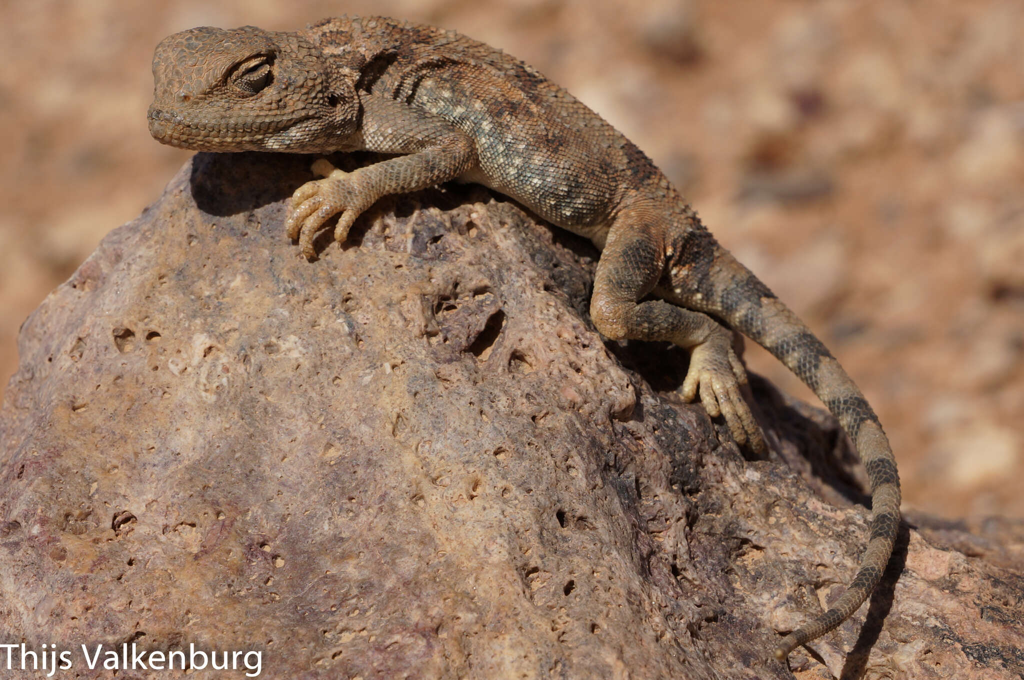 Imagem de Trapelus mutabilis (Merrem 1820)