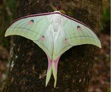 Image of Indian Luna Moth