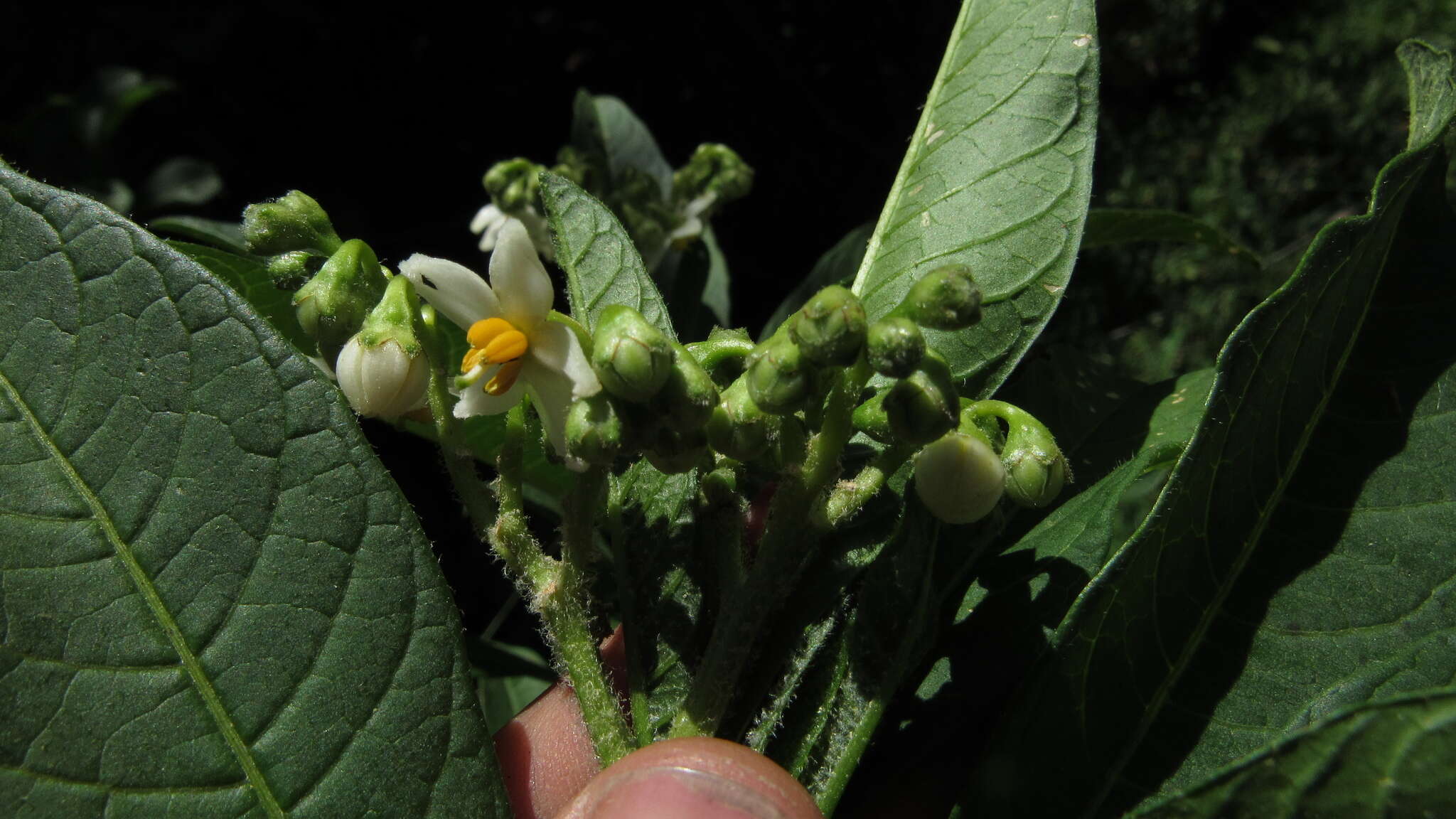 Image of Solanum oblongifolium Humb. & Bonpl. ex Dun.