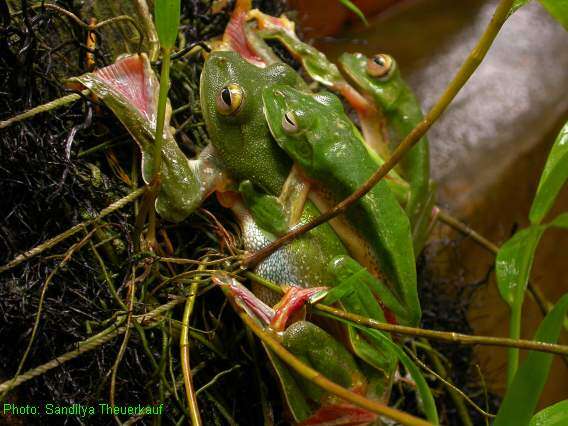 Image of Malabar Gliding Frog