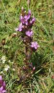 Image of chiltern gentian