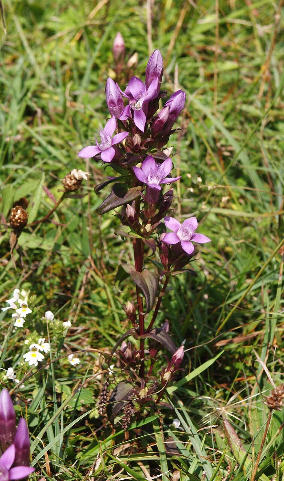 Image of chiltern gentian