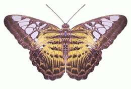 Imagem de Parthenos sylvia