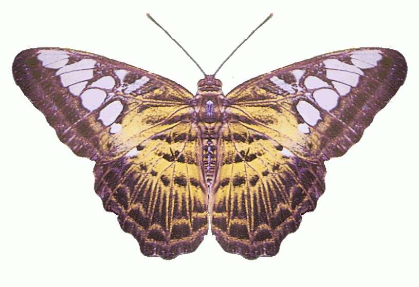 Imagem de Parthenos sylvia