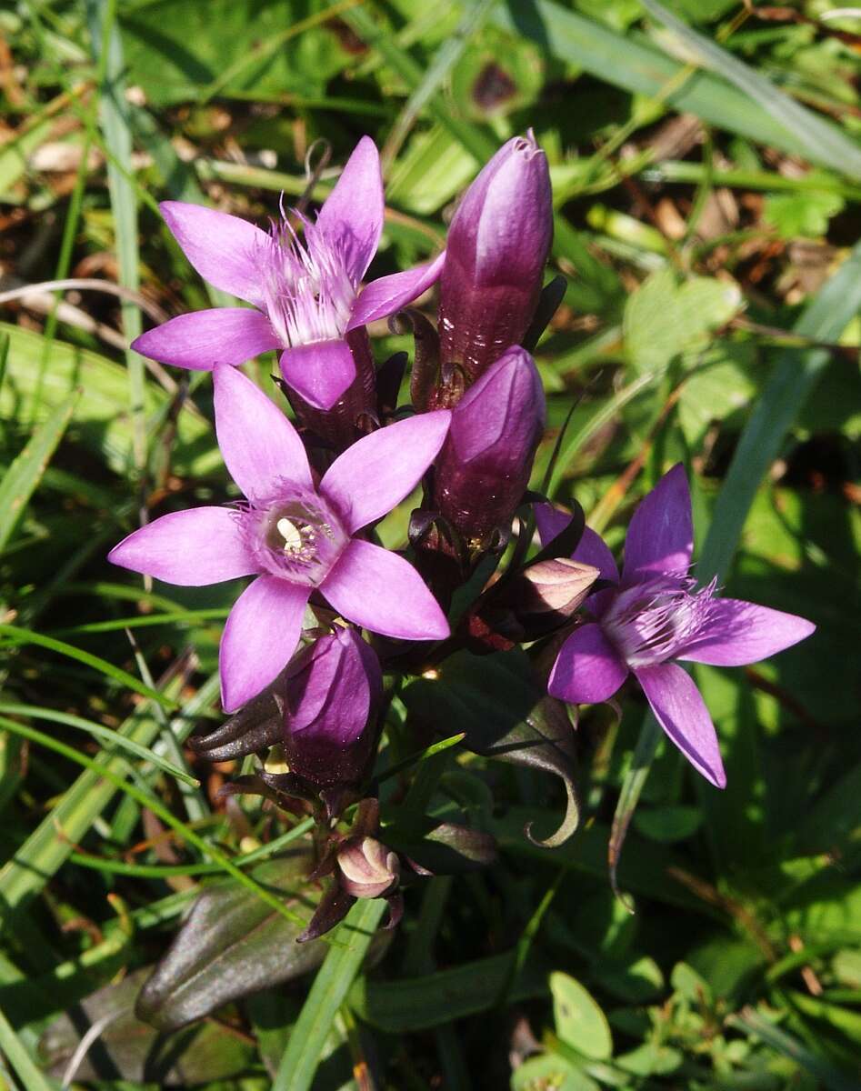 Image of chiltern gentian