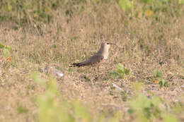 Image of Little Pratincole