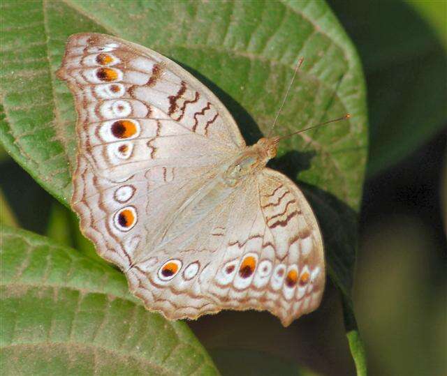 Plancia ëd Junonia atlites Linnaeus 1763