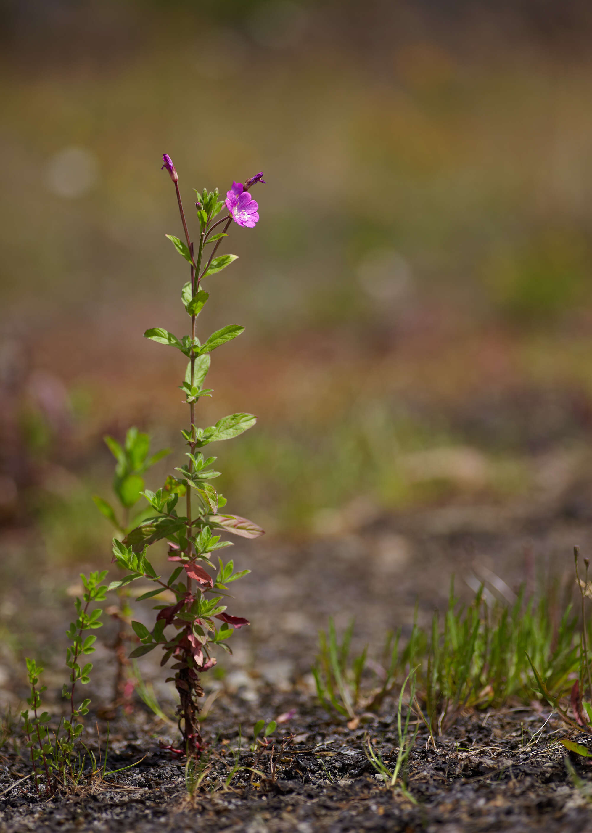 Слика од Epilobium hirsutum L.