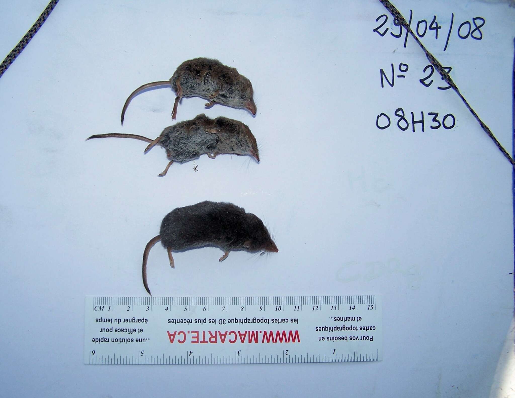 Image of Cinereus Shrew (Masked Shrew)