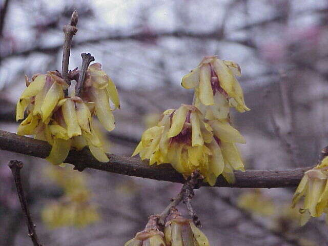 Image de Chimonanthus praecox (L.) Link