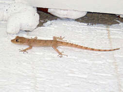 Image of Asia Minor Thin-toed Gecko