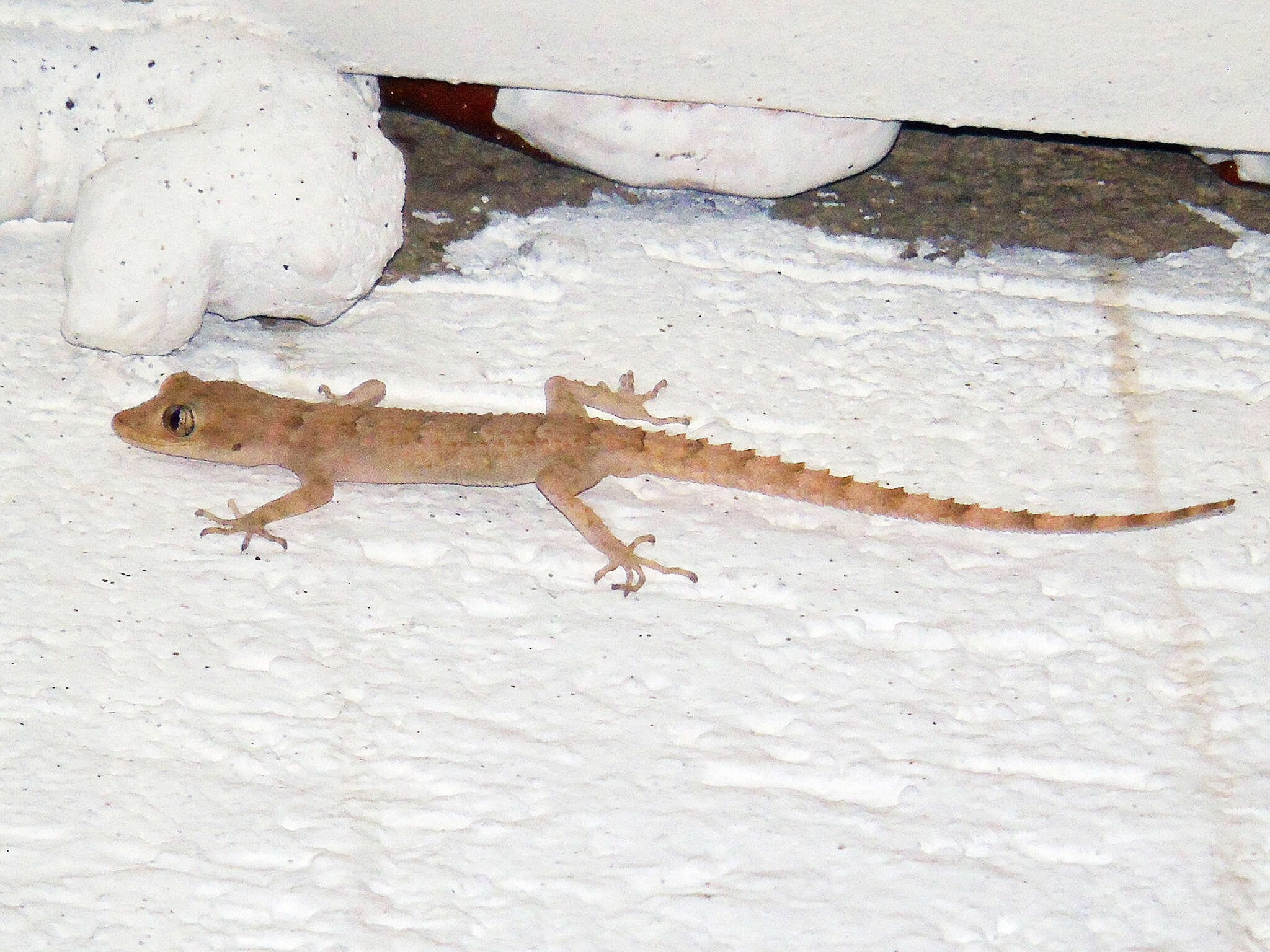 Image of Asia Minor Thin-toed Gecko