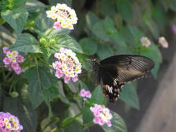 Image of Papilio polytes Linnaeus 1758