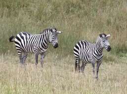 Image of Grant's zebra