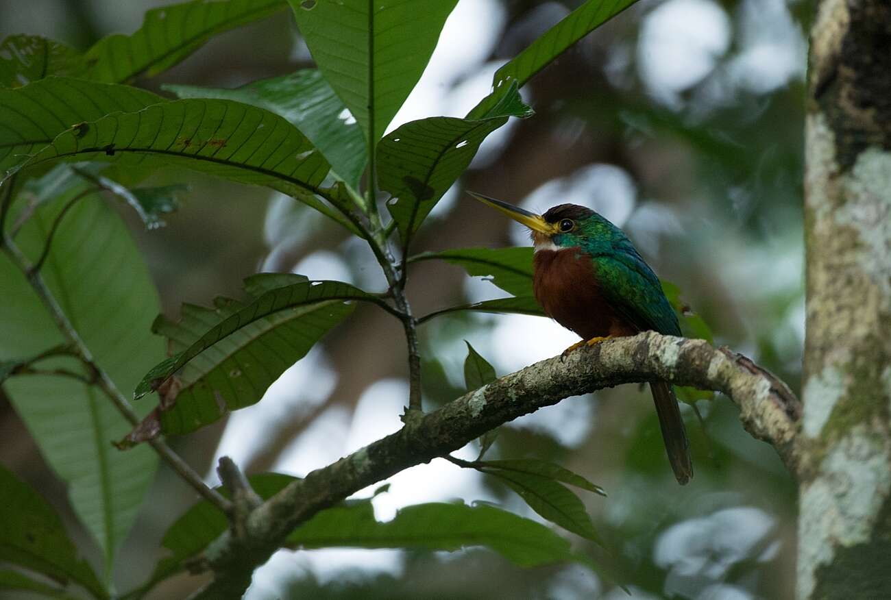 Image of Yellow-billed Jacamar