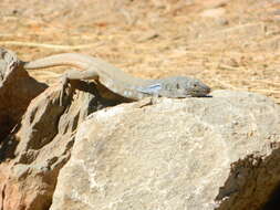 Image of Tenerife Lizard