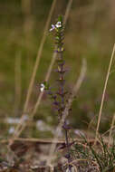 Слика од Euphrasia stricta D. Wolff ex J. F. Lehm.