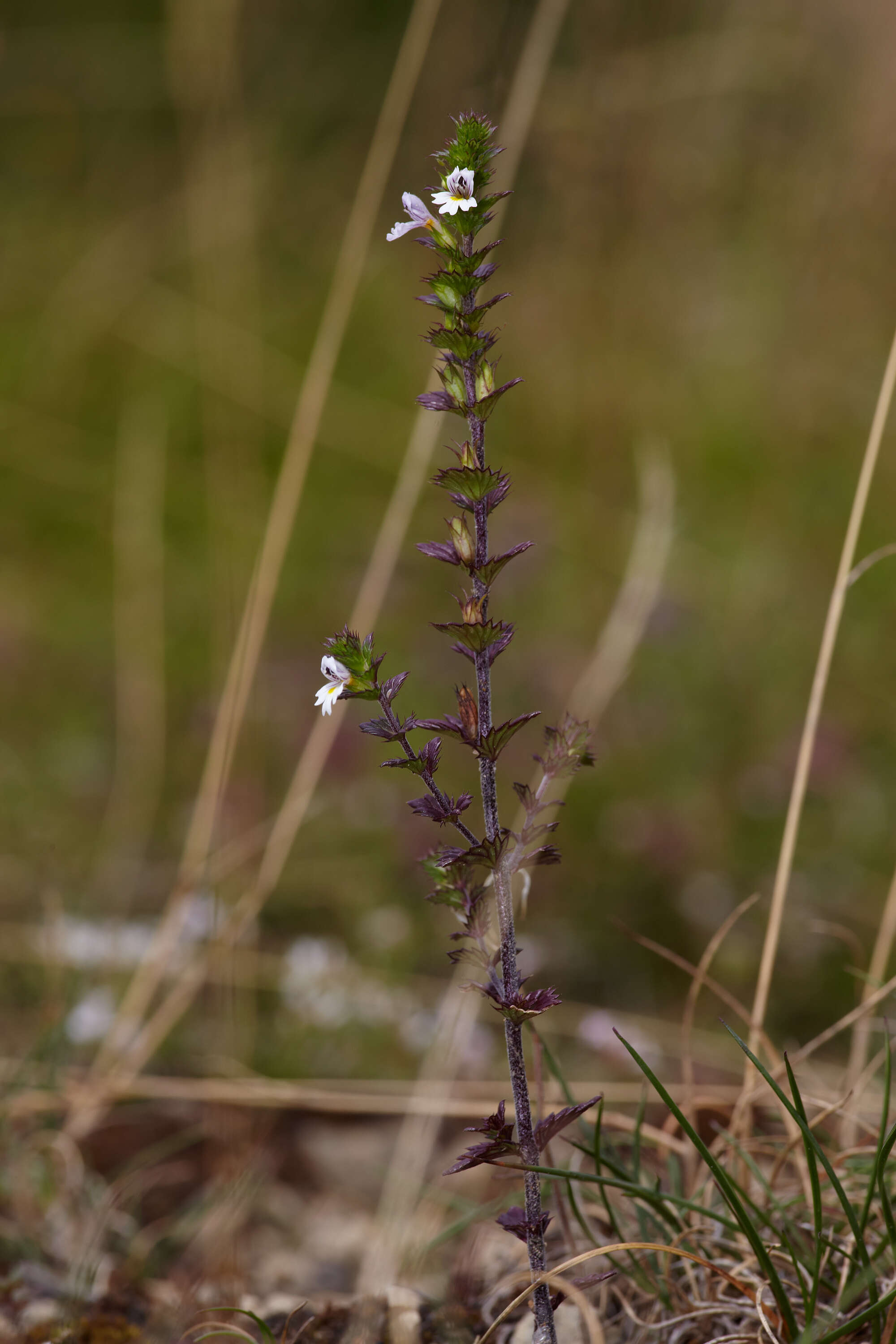 Слика од Euphrasia stricta D. Wolff ex J. F. Lehm.