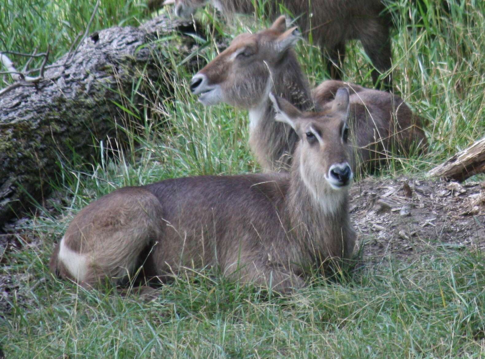 Image de Reduncinae