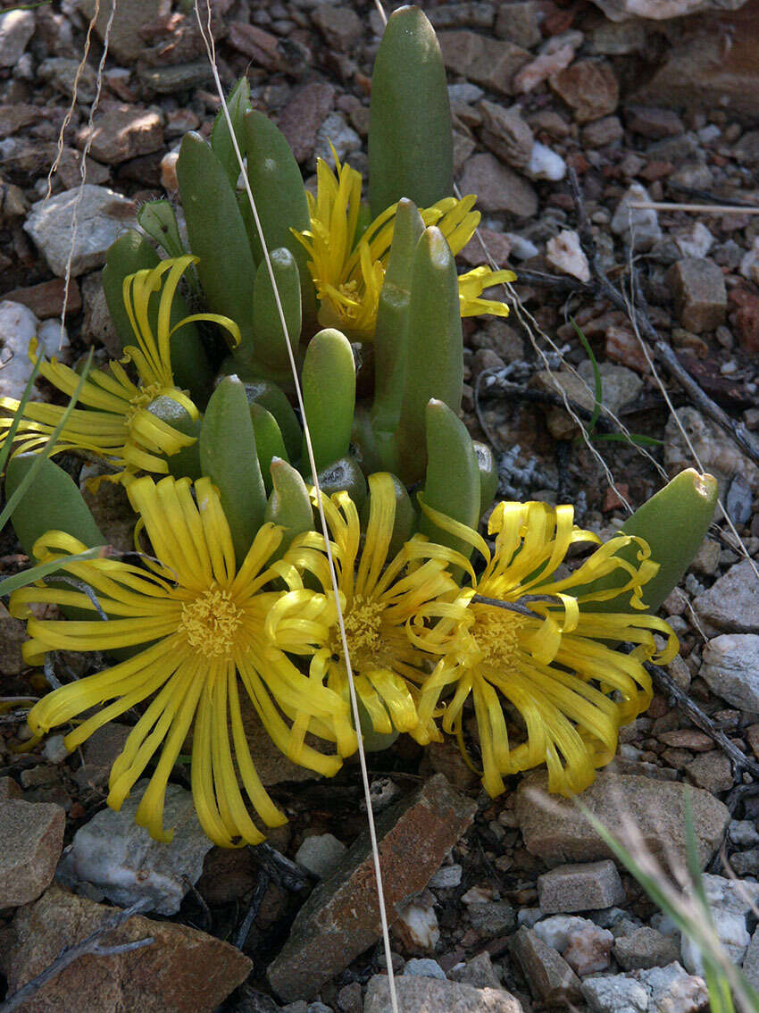 Image de Glottiphyllum surrectum (Haw.) L. Bol.