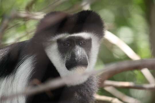 Image of Mantled Colobus