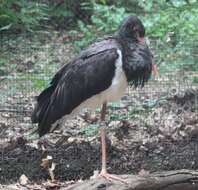Image de Cigogne noire