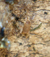 Image of Mann's Ant Cricket