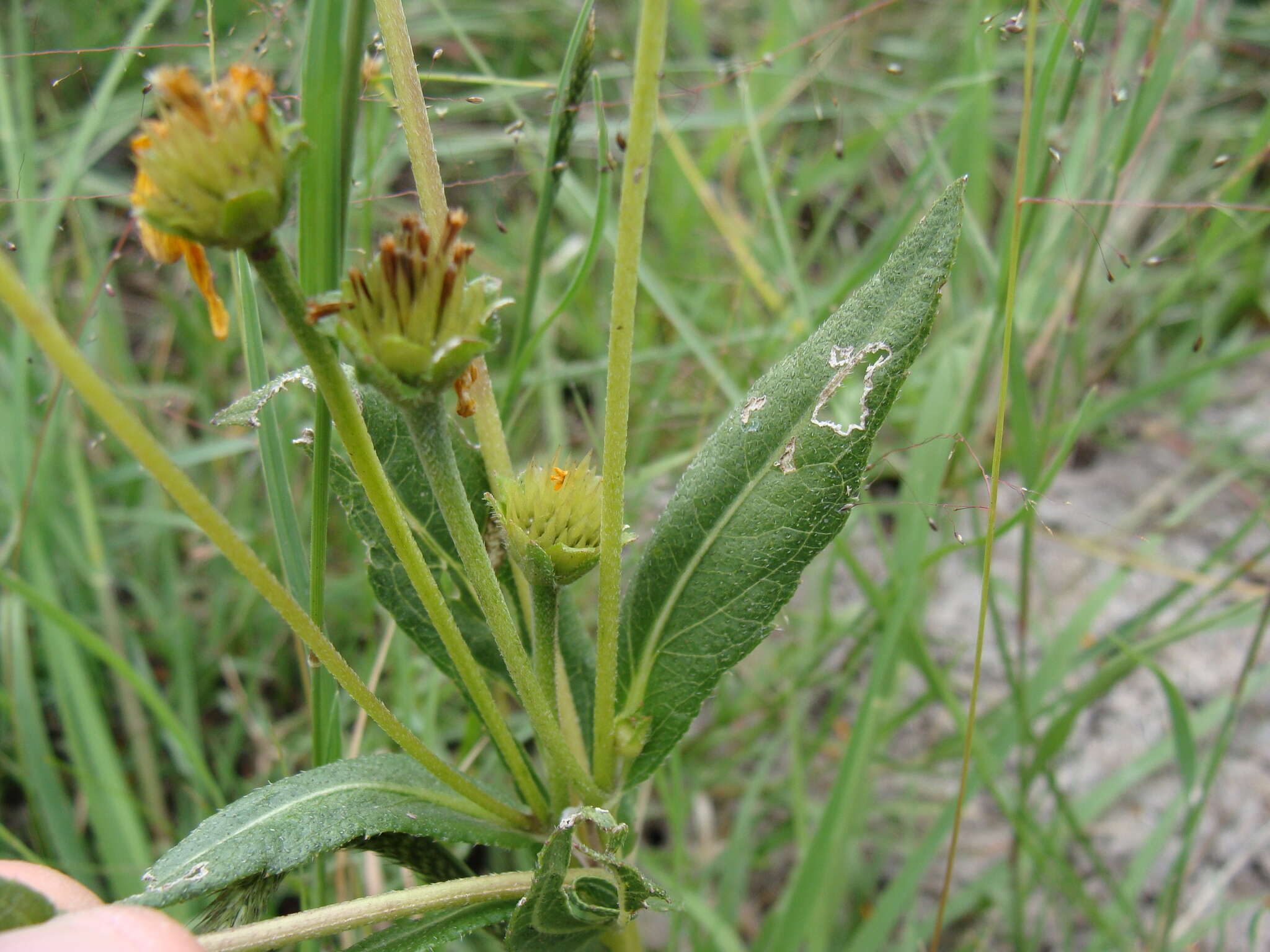 Image de Lasianthaea aurea (D. Don) K. M. Becker