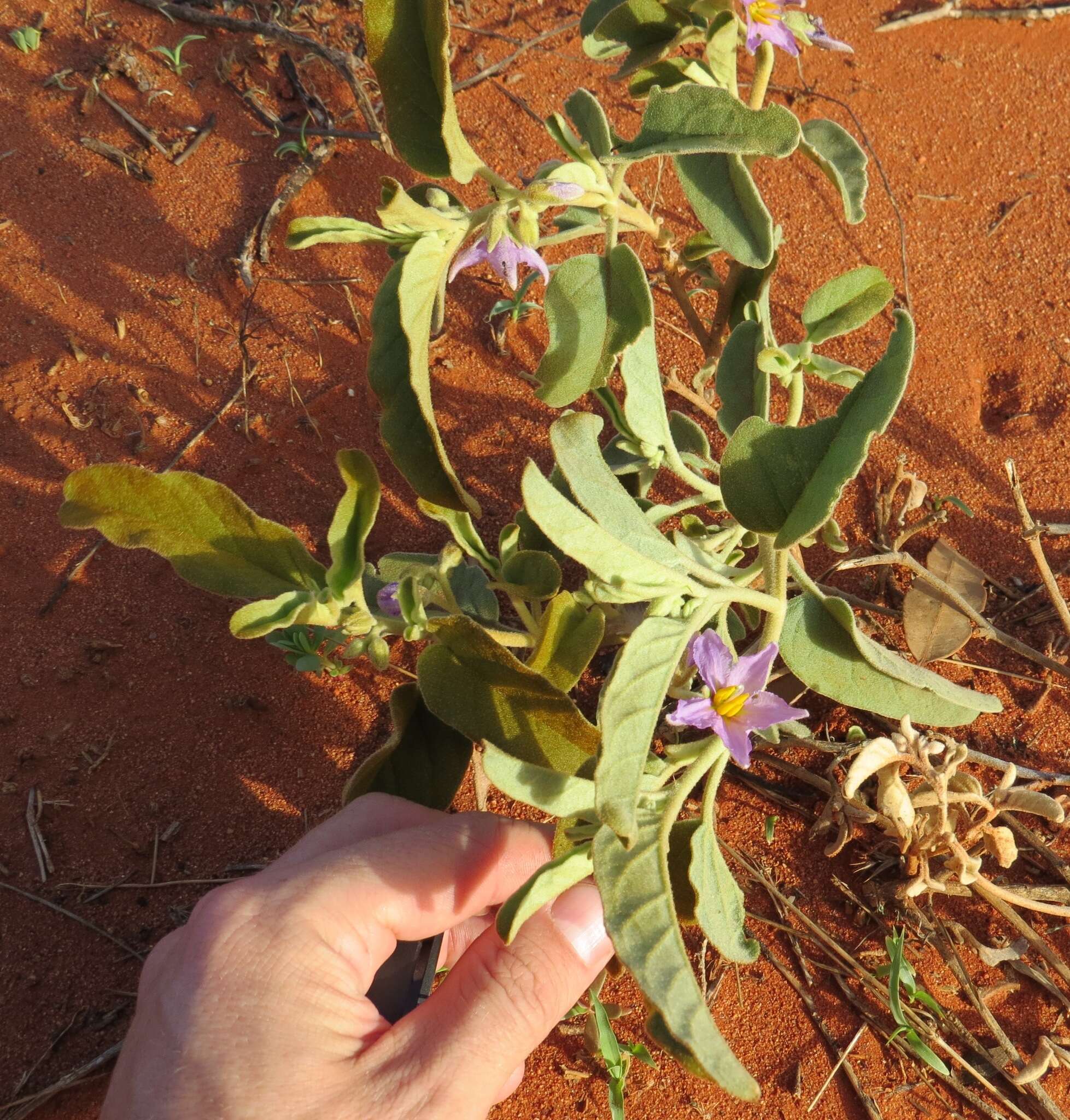 Image of Solanum centrale J. M. Black