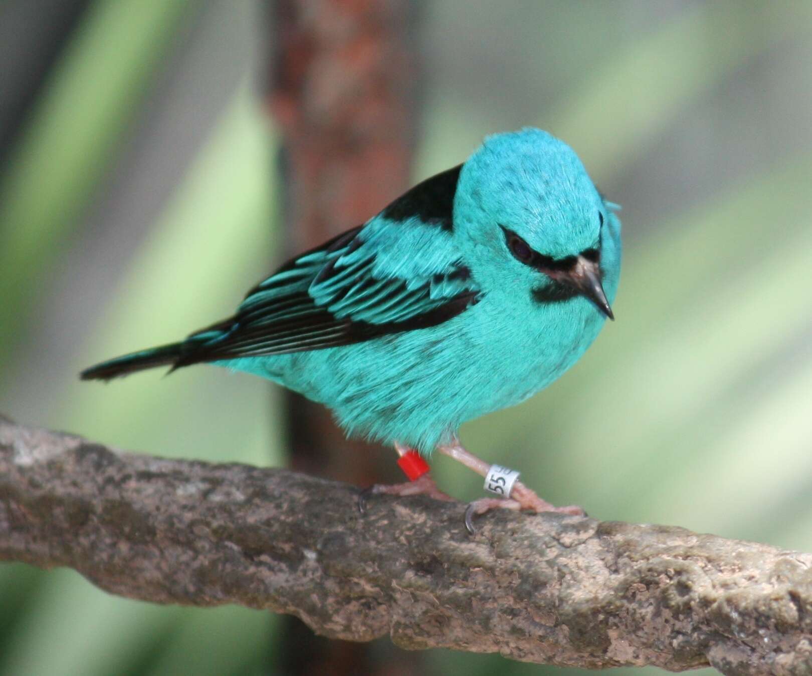 Imagem de Dacnis cayana (Linnaeus 1766)