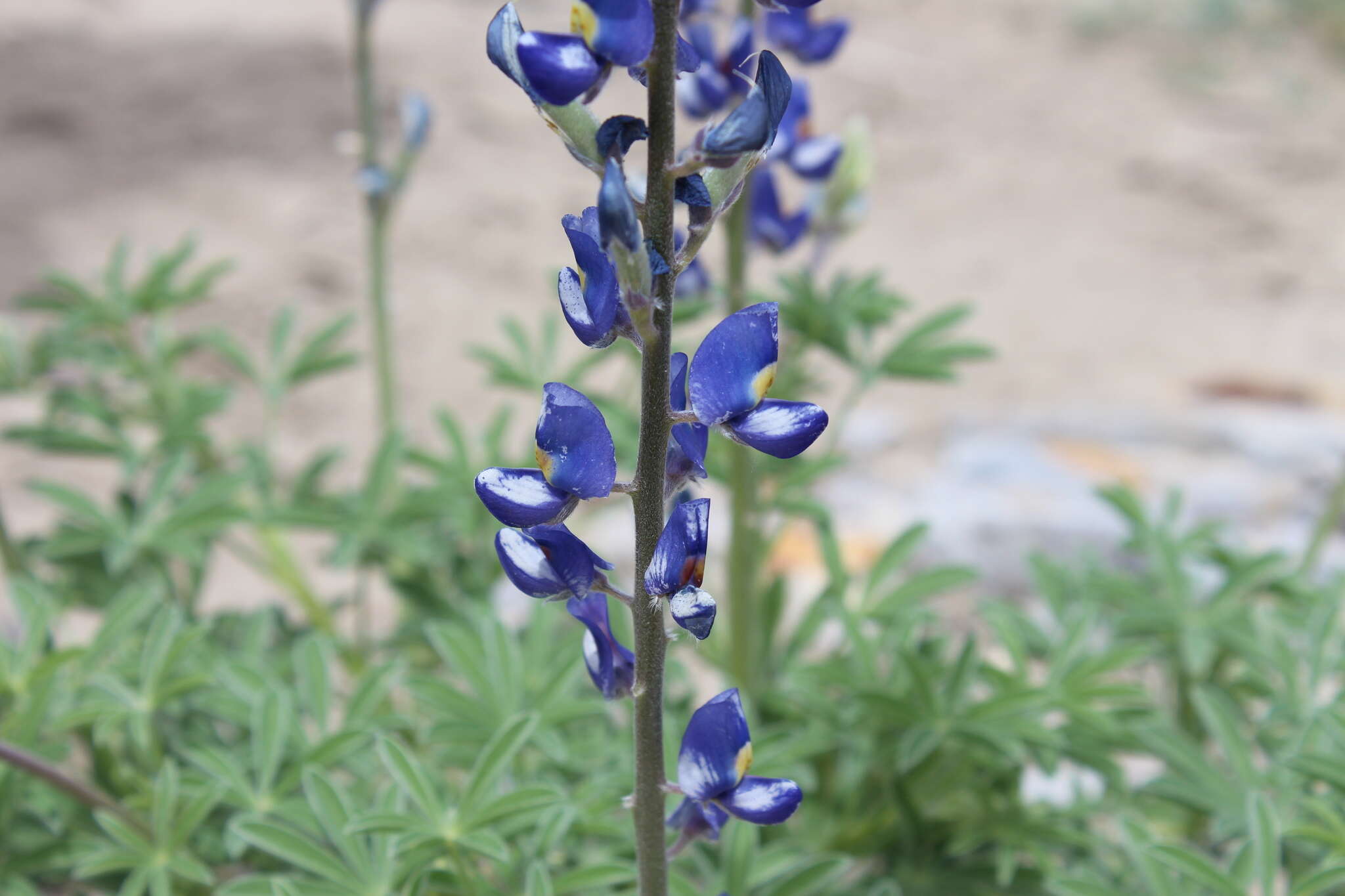 Imagem de Lupinus havardii S. Watson