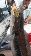 Image of Giant Snakehead