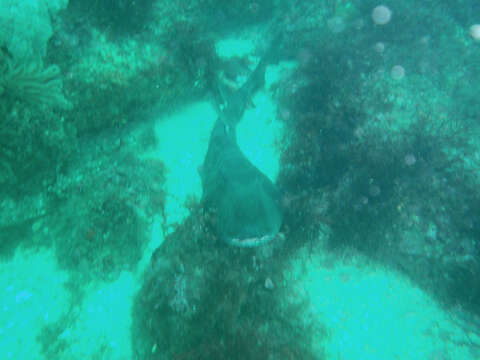 Image of Japanese Bullhead Shark