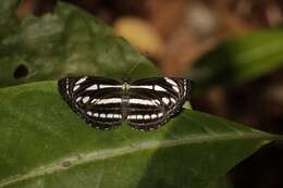 Image of Neptis leucoporus cresina