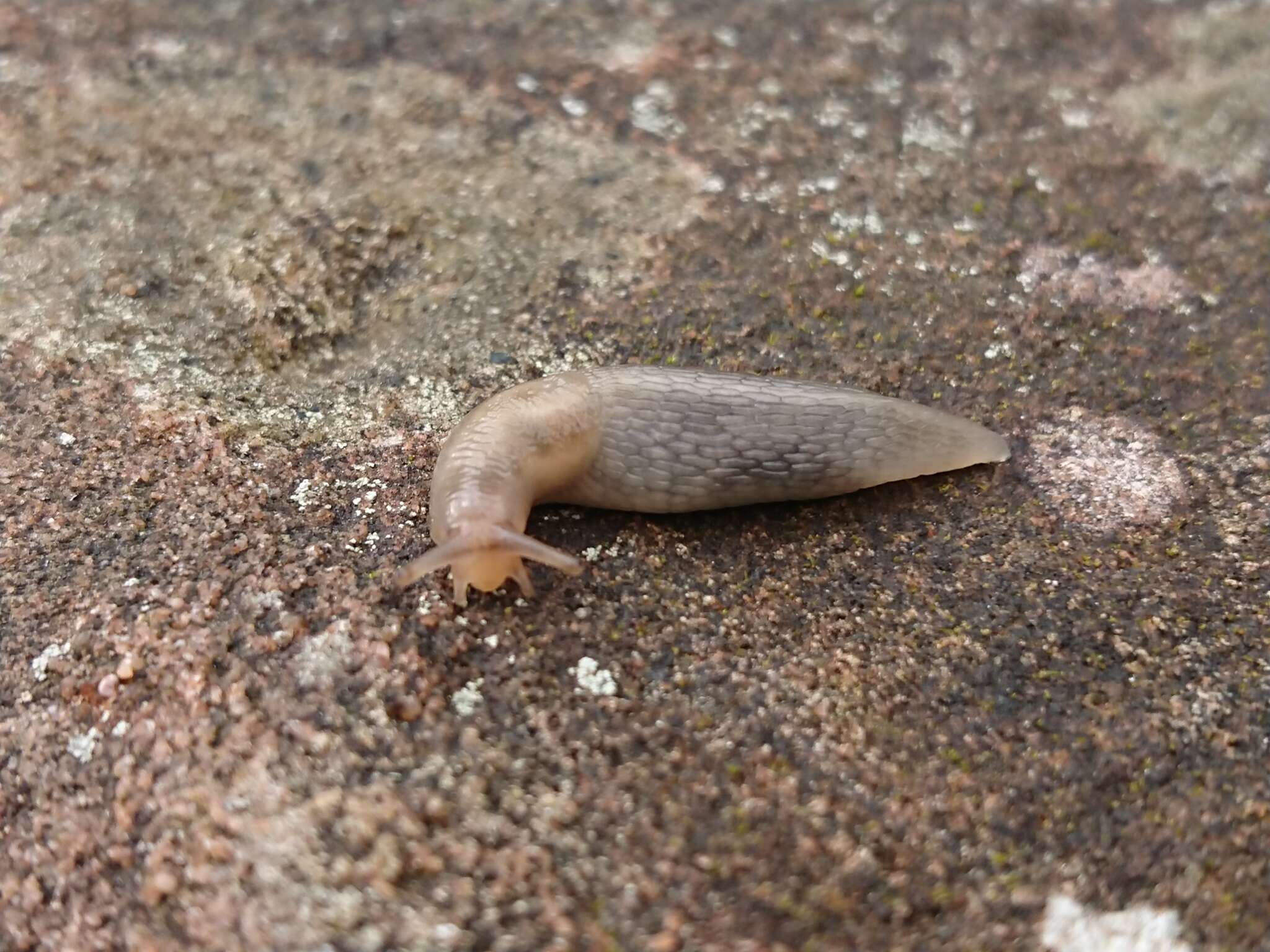 Lehmannia marginata (O. F. Müller 1774) resmi