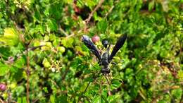 Image of Mud dauber