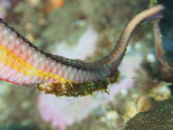 Image of Duncker&#39;s pipefish