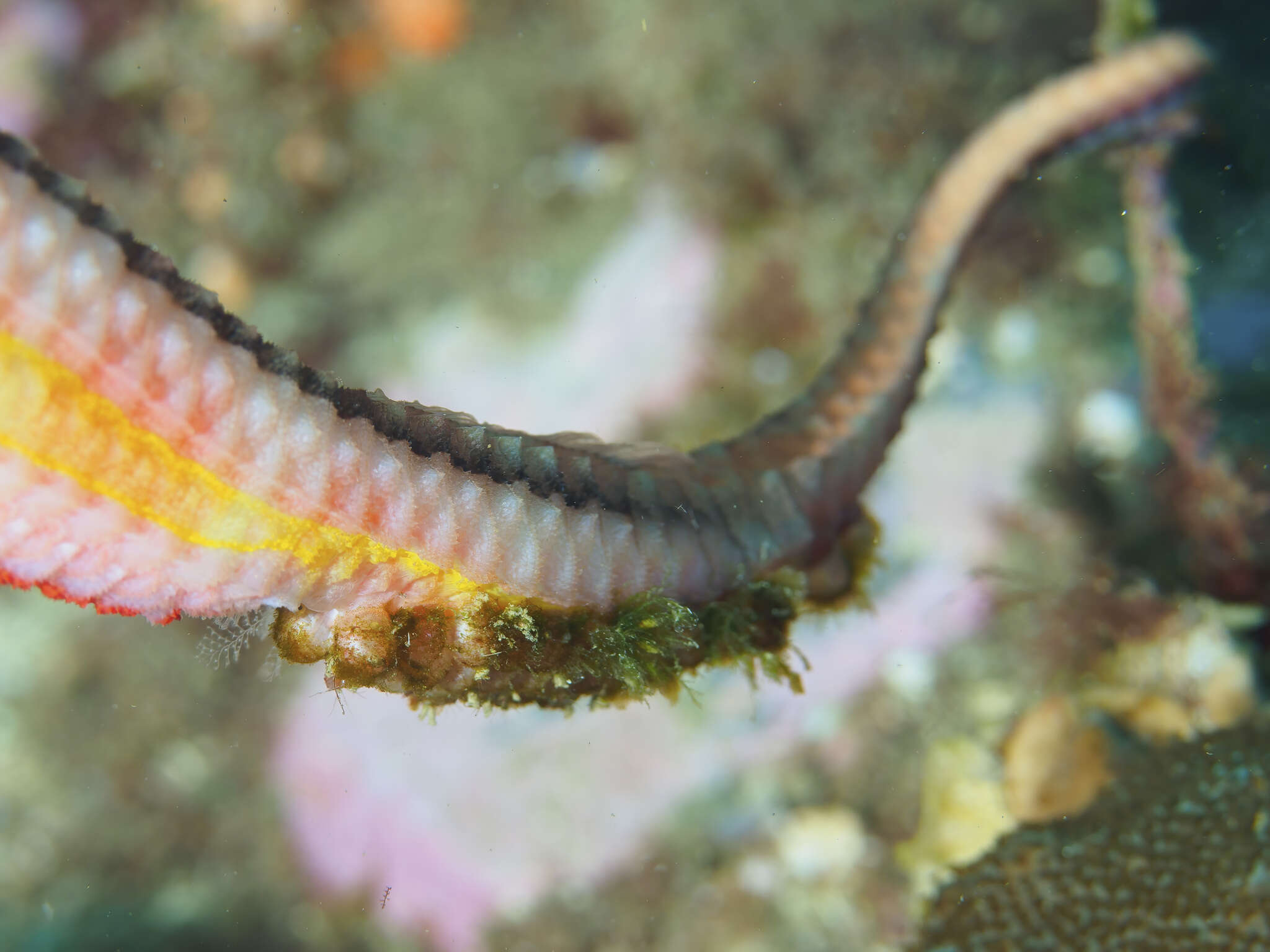 Image of Duncker&#39;s pipefish