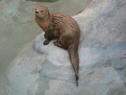 Image of Marine Otter