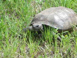 Image of (Florida) Gopher Tortoise