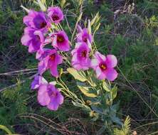 صورة Eustoma exaltatum subsp. russellianum (Hook.) Kartesz