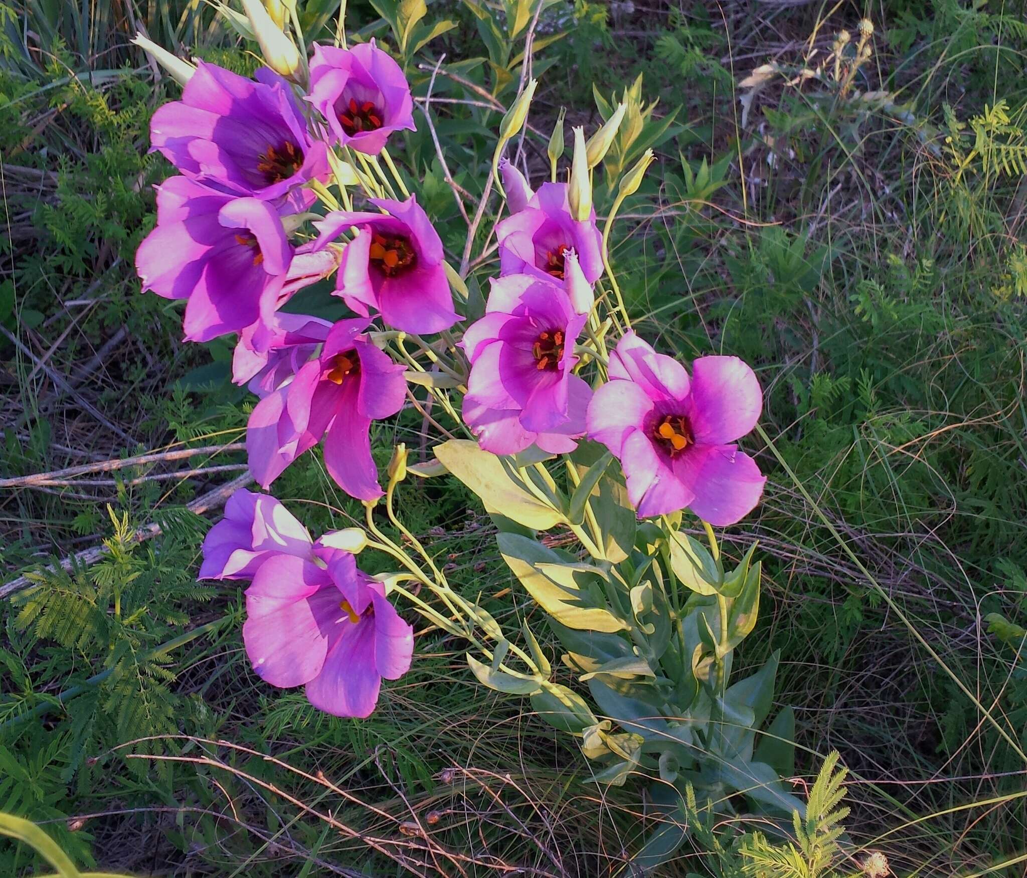 صورة Eustoma exaltatum subsp. russellianum (Hook.) Kartesz